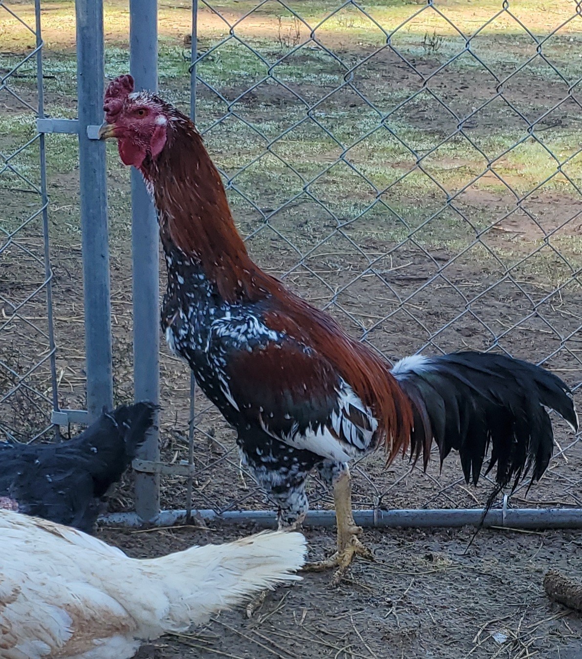 Thai Hatching Eggs 6 Total
