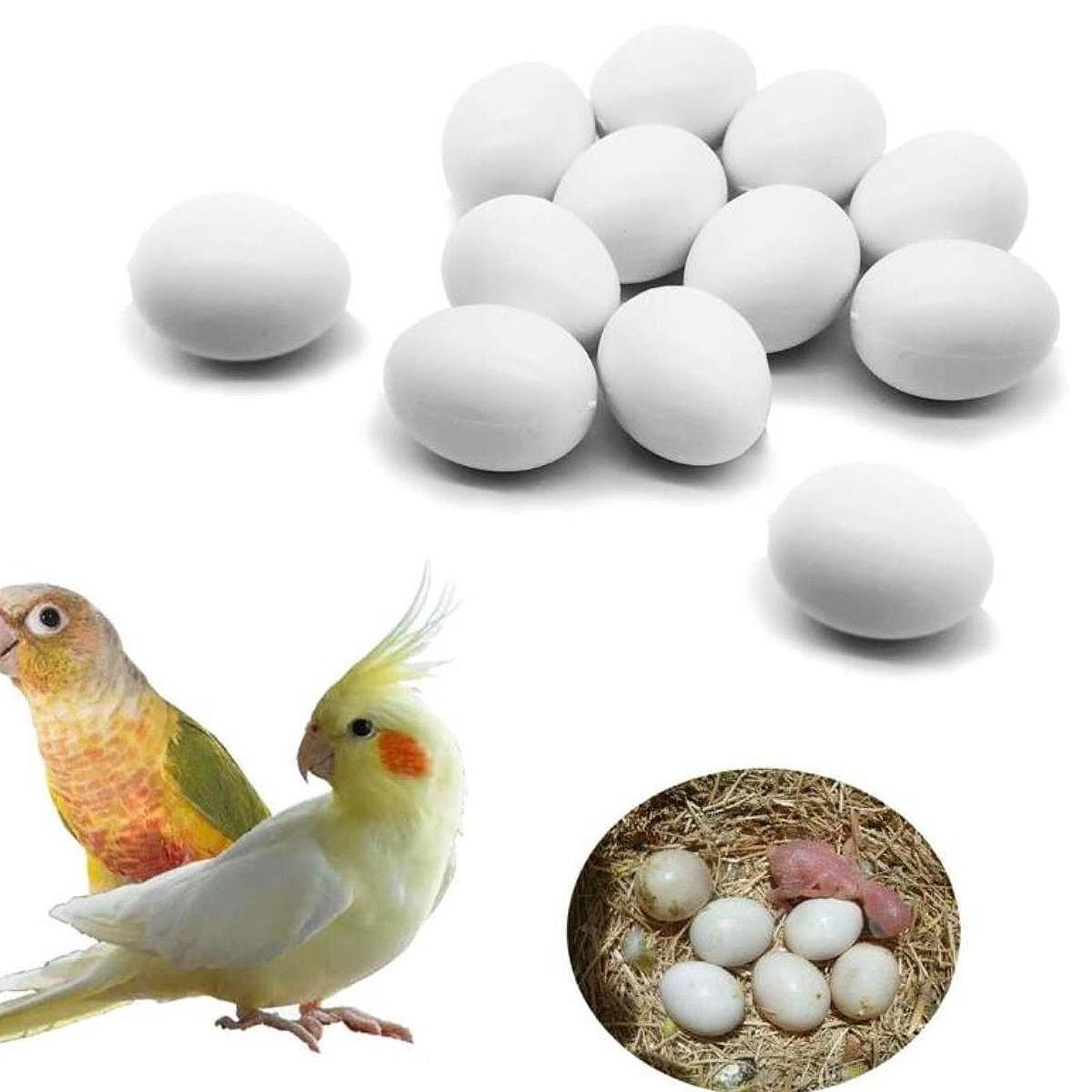 12Pcs Solid Pigeon Eggs Simulation Eggs Agricultural Tool Poultry Supply Dove