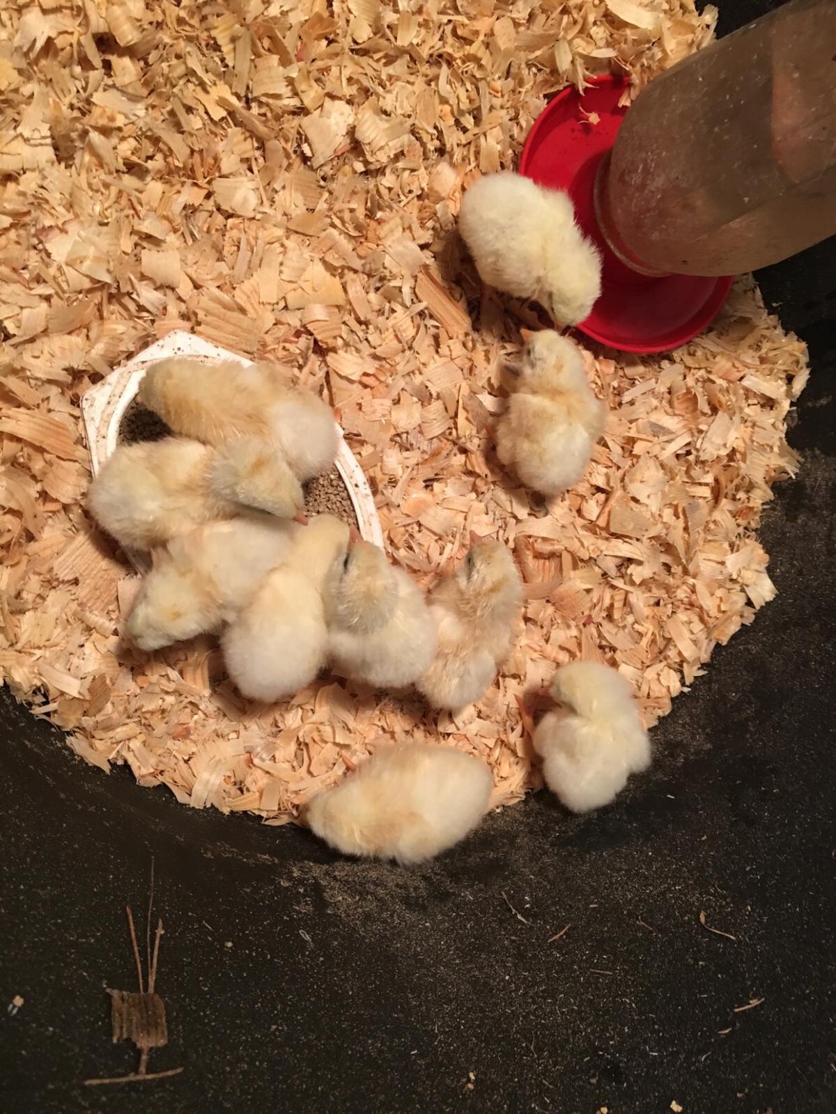 10ct Leghorn Hatching Eggs