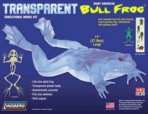 Lindberg Life Size Transparent Giant American Bullfrog science model SEALED