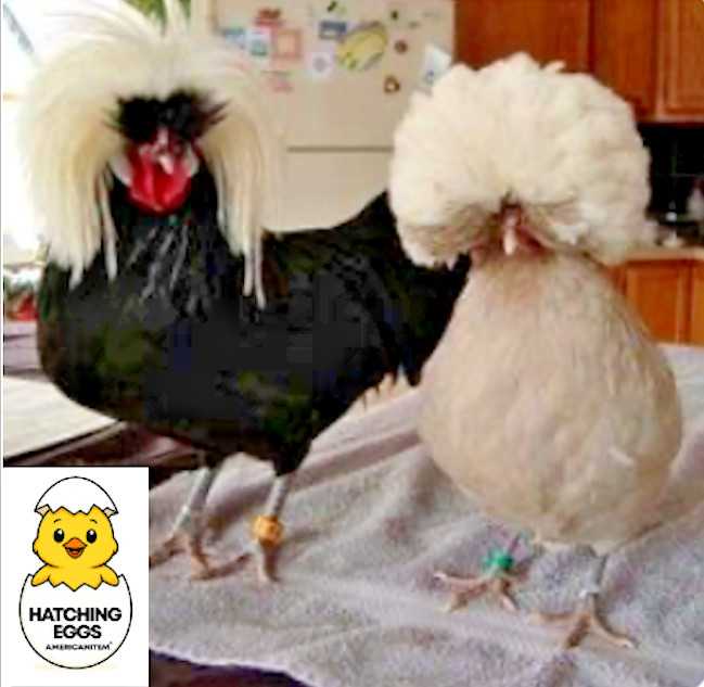 36 FERTILE CHICKEN PUREBRED POLISH HATCHING EGGS QUICK SHIP USPS PRIORITY MAIL
