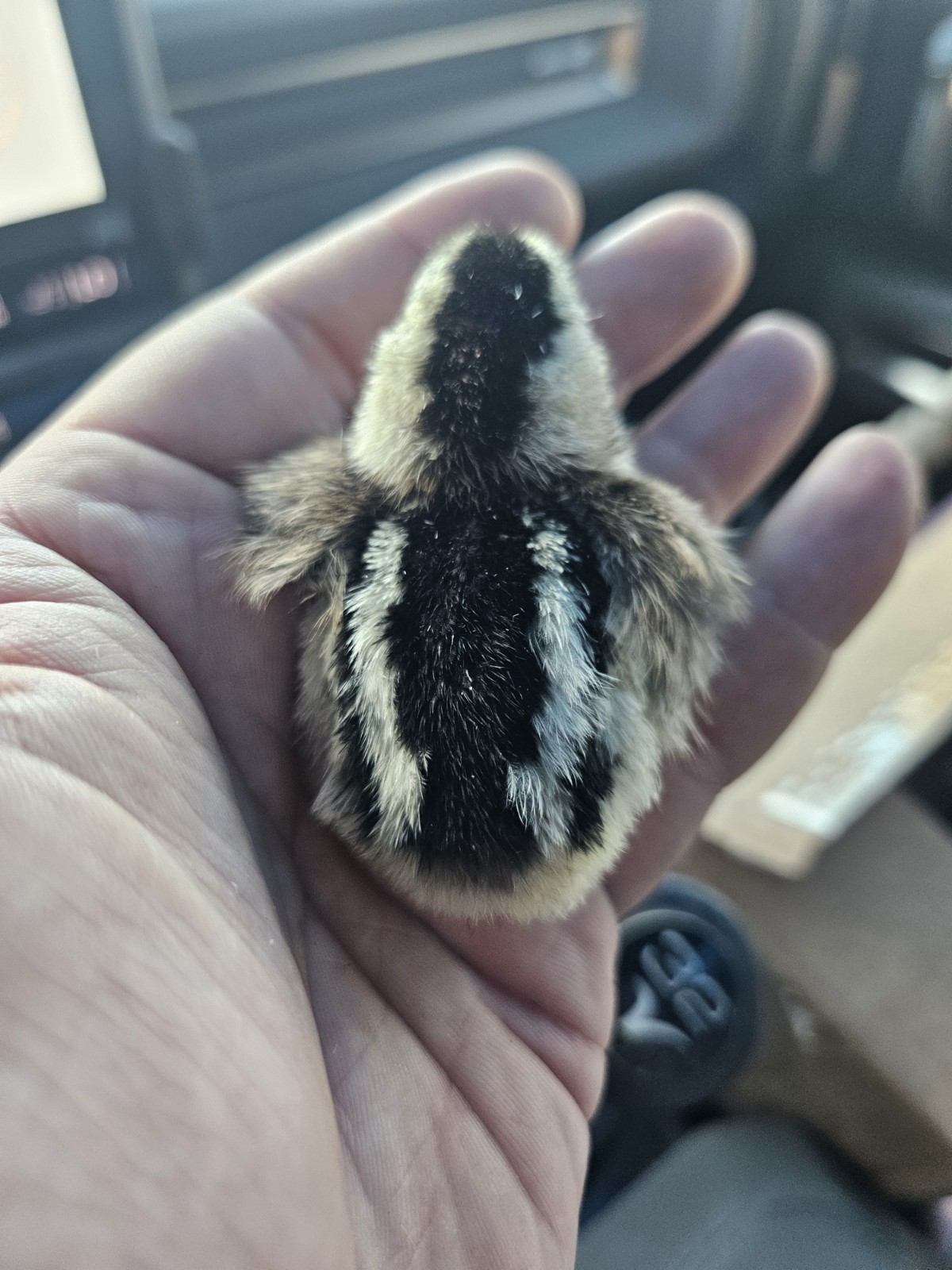 6+ Pure Silver Phoenix longtail Chicken hatching eggs L@@K!
