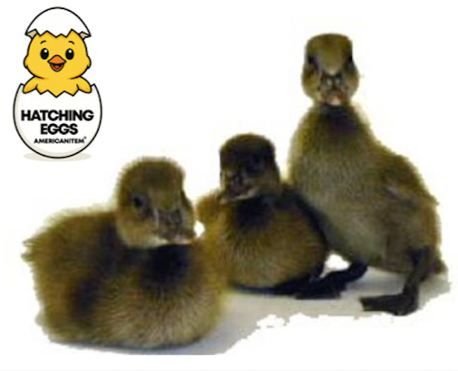 40+ PURE BRED KHAKI CAMPBELL DUCKS FERTILE HATCHING EGGS FRESH SPEEDY DELIVERY