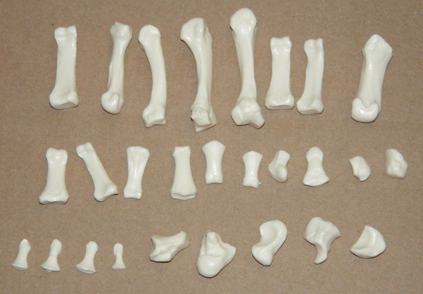 Somso Skeleton Anatomical Model - Disarticulated Hand