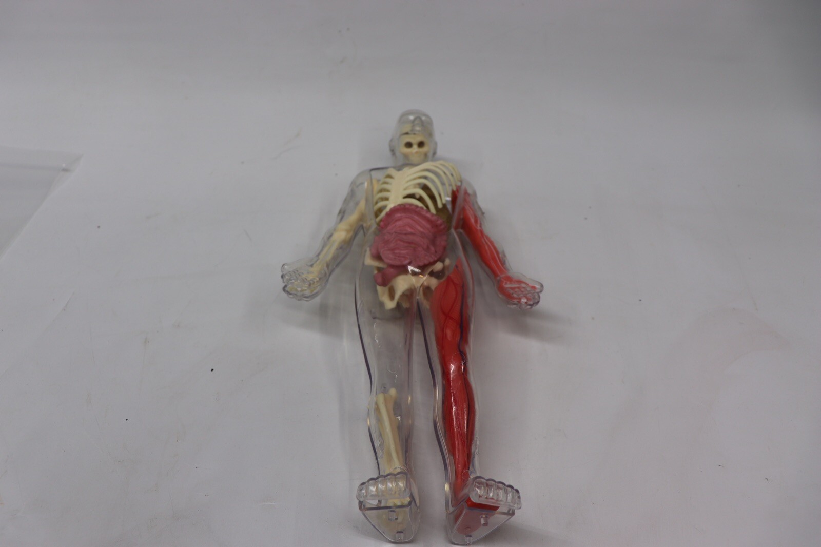 Human Body Educational Clear Plastic Anatomy Body 13" Tall Parts