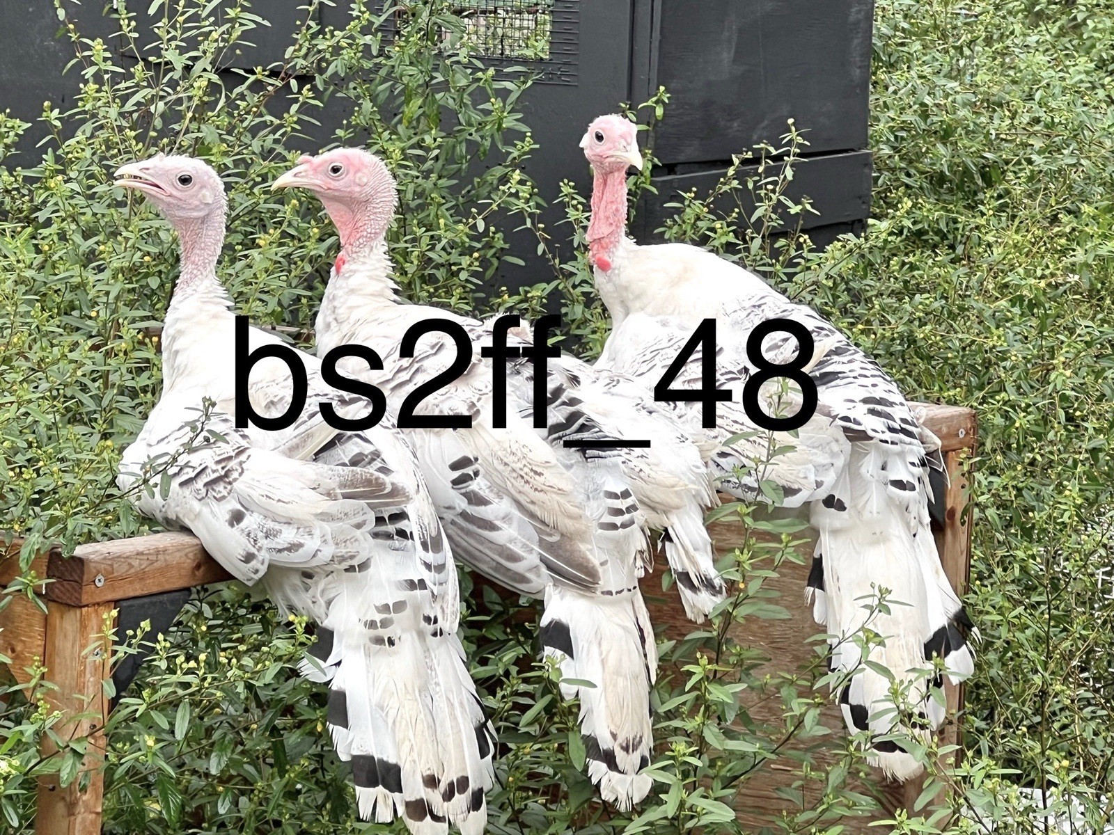 3 Royal Palm Turkey Hatching Eggs