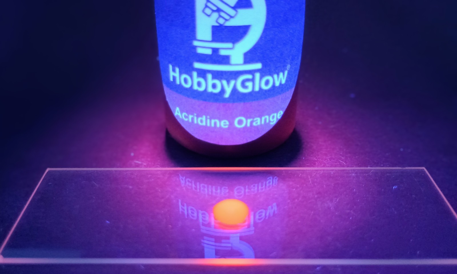 HobbyGlow – Acridine Orange Fluorescence Microscopy Stain