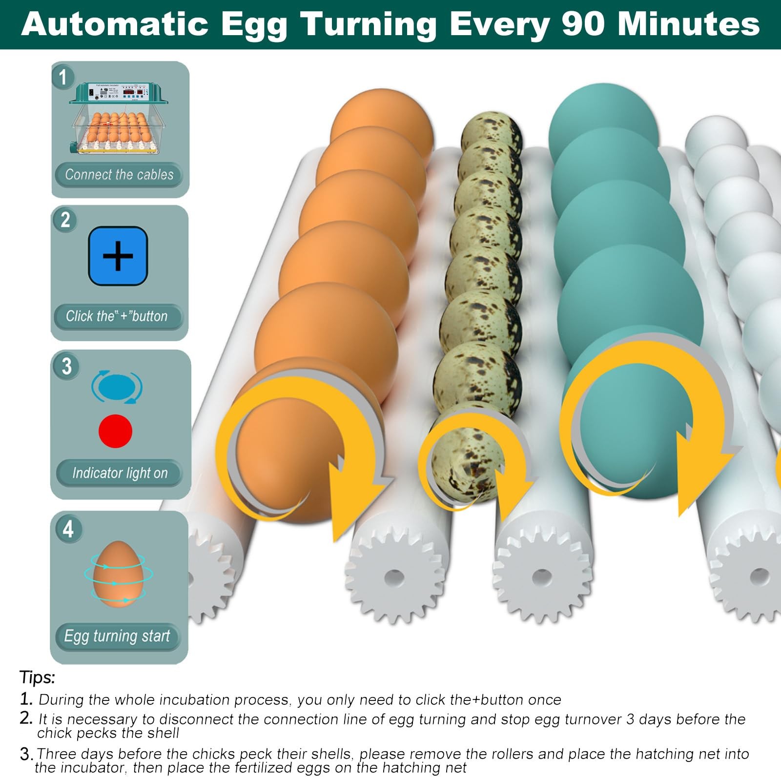 Coinceptus Incubators Hatching 36 Eggs Automatic Egg Turning And Humidity