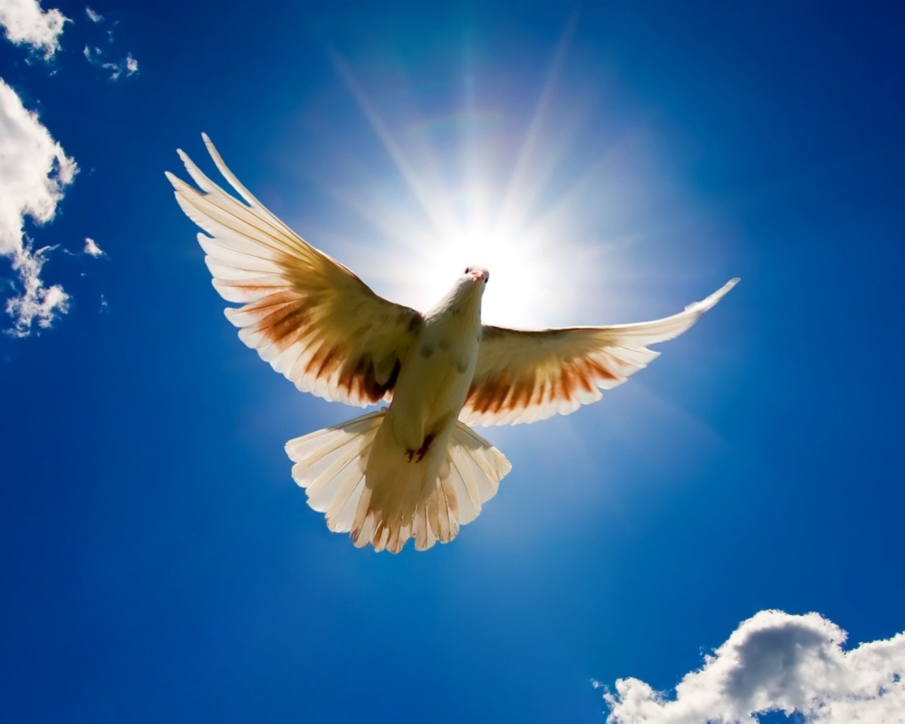 TheEvangelist.org - $2000.00 Value
