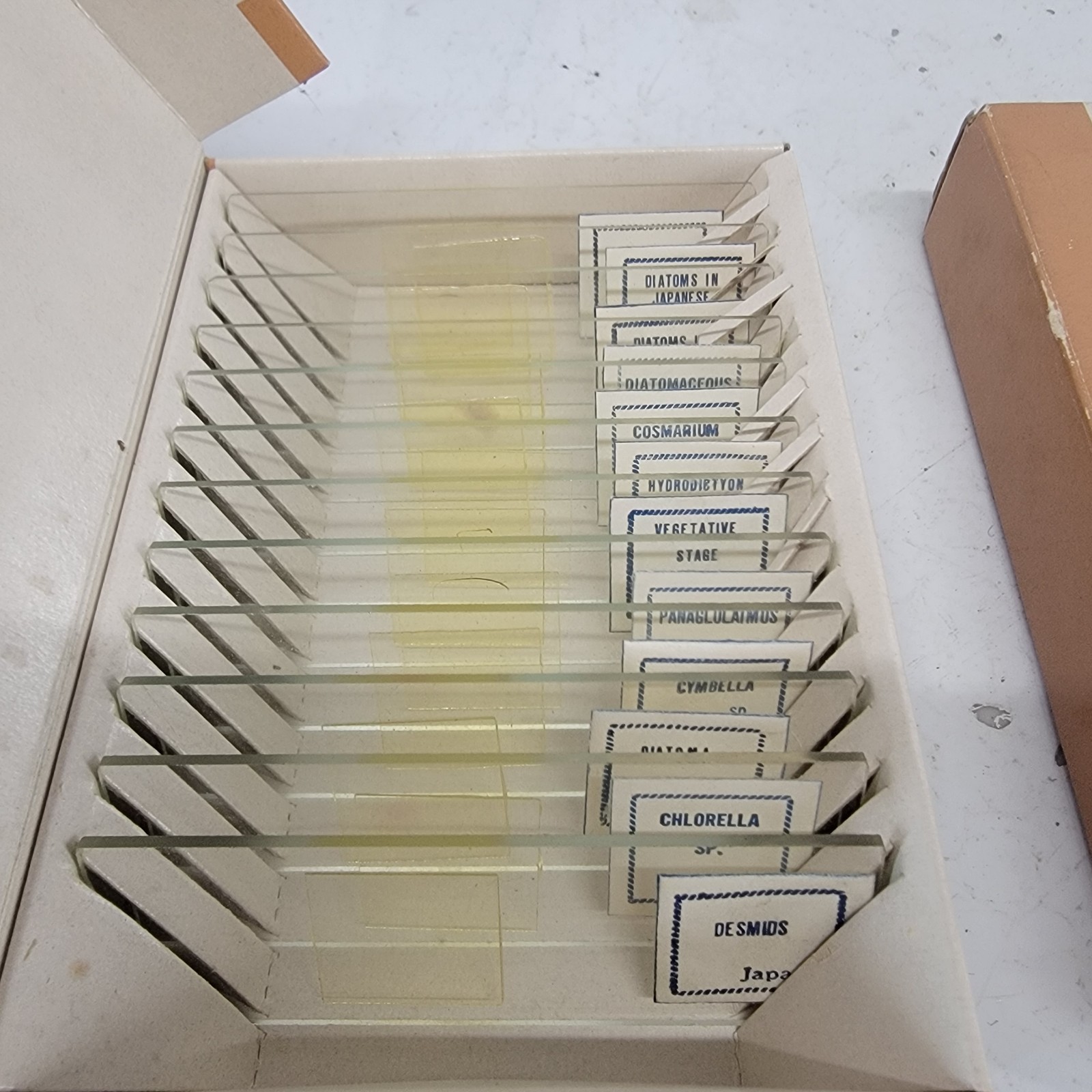 Vintage Compass Prepared Microscope Slides Lot 3 Sets Vegetables Algae Animals J