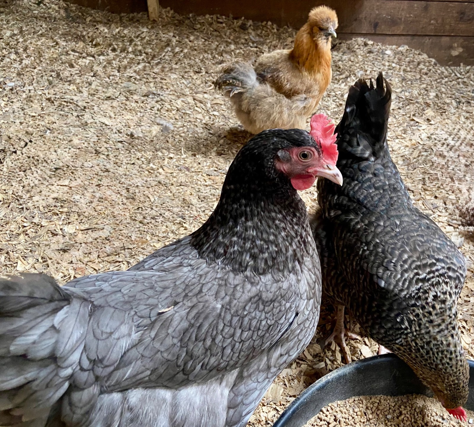 Chicken Hatching Eggs, (20) , Mixed Barnyard Flock, Wyandotte, Easter E etc.