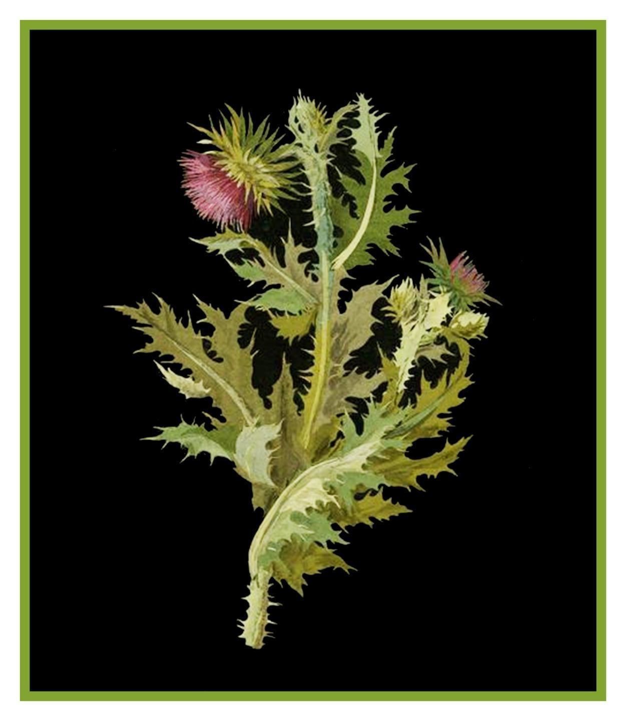 Nodding Thistle Plant Flowers inspired Mary Delany Counted Cross Stitch Pattern