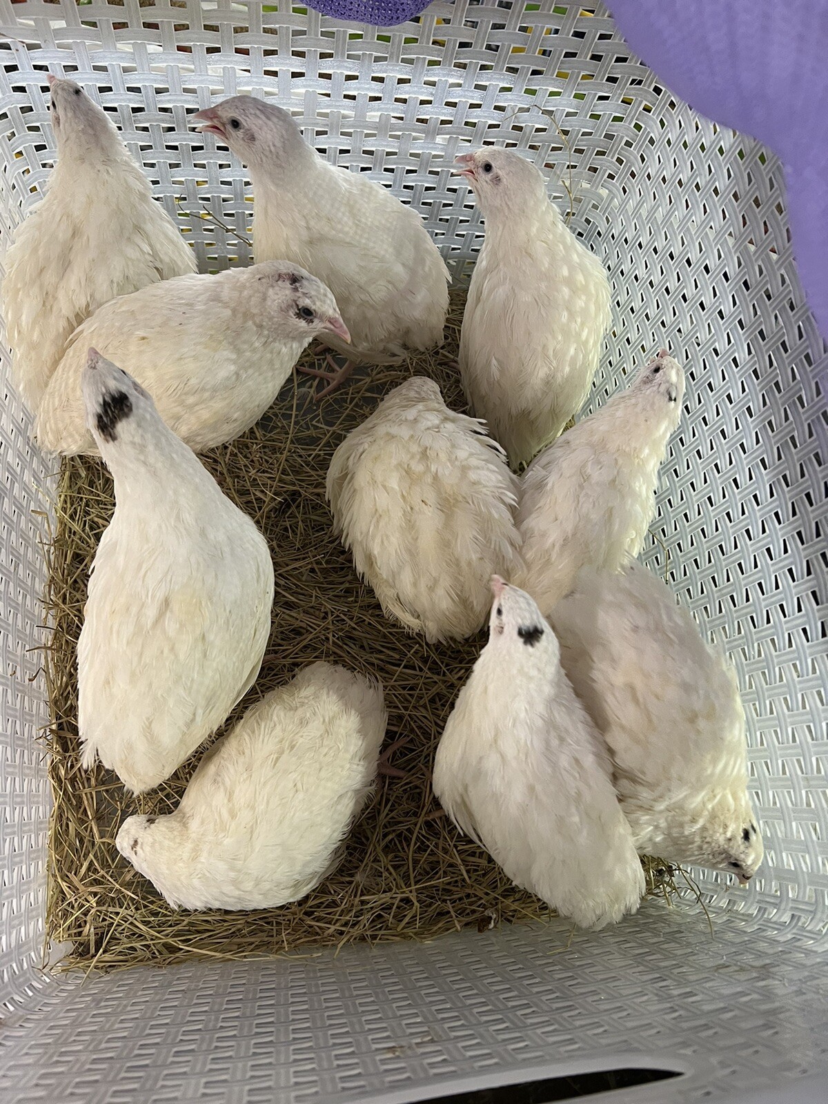 English White , Dotted White 10+ Fertile Hatching Eggs Quail NPIP & PT Tested