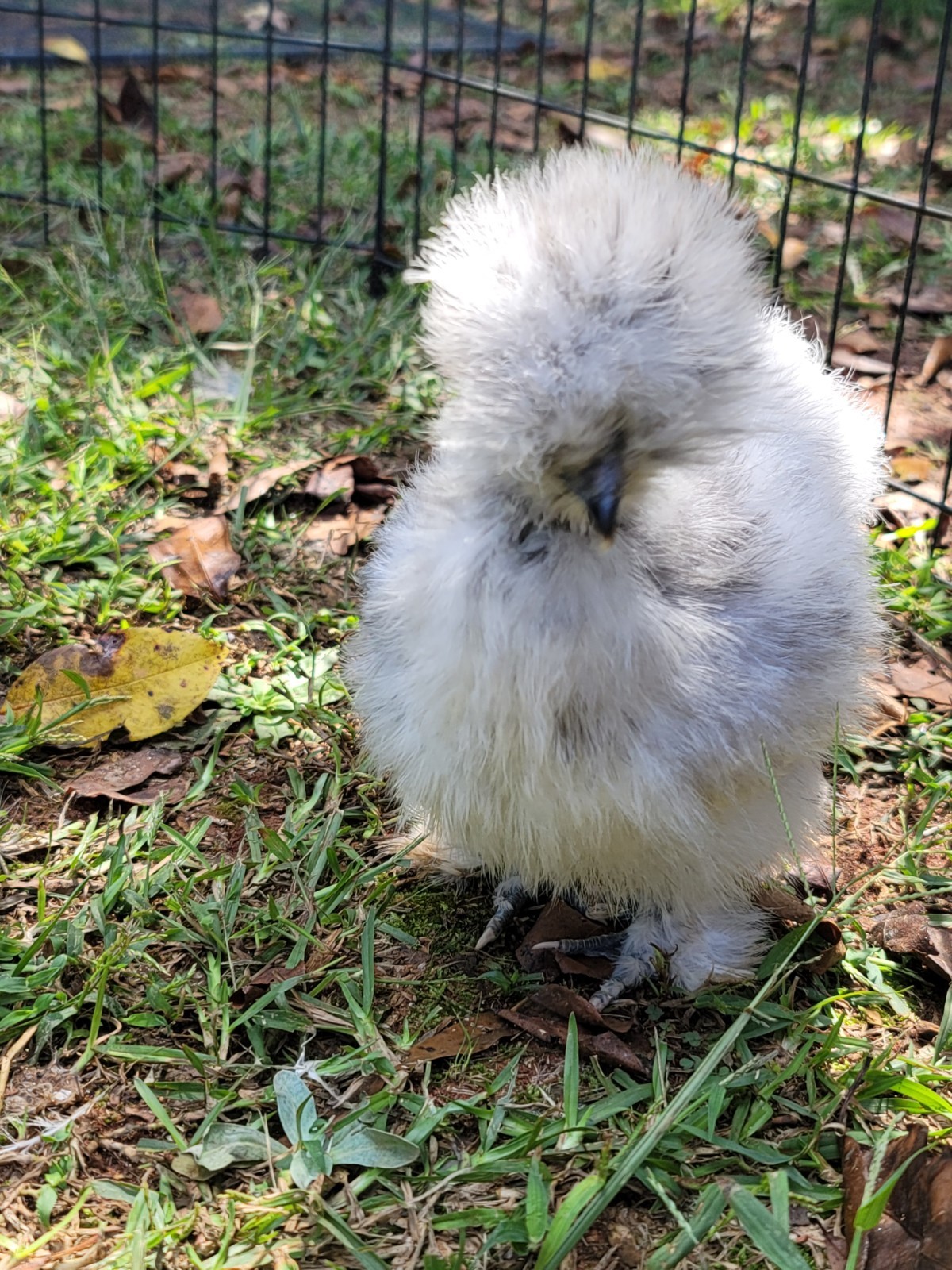 6+ Bearded Silkie Hatching Eggs