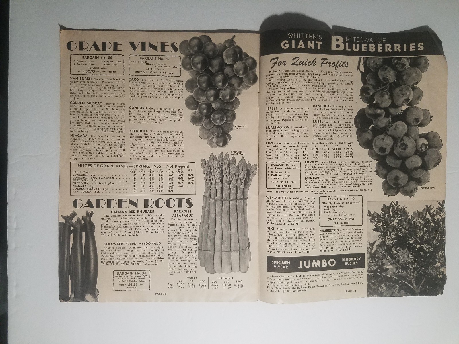 1955 Whitten Nurseries Catalog