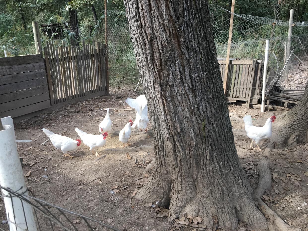 10ct Leghorn Hatching Eggs