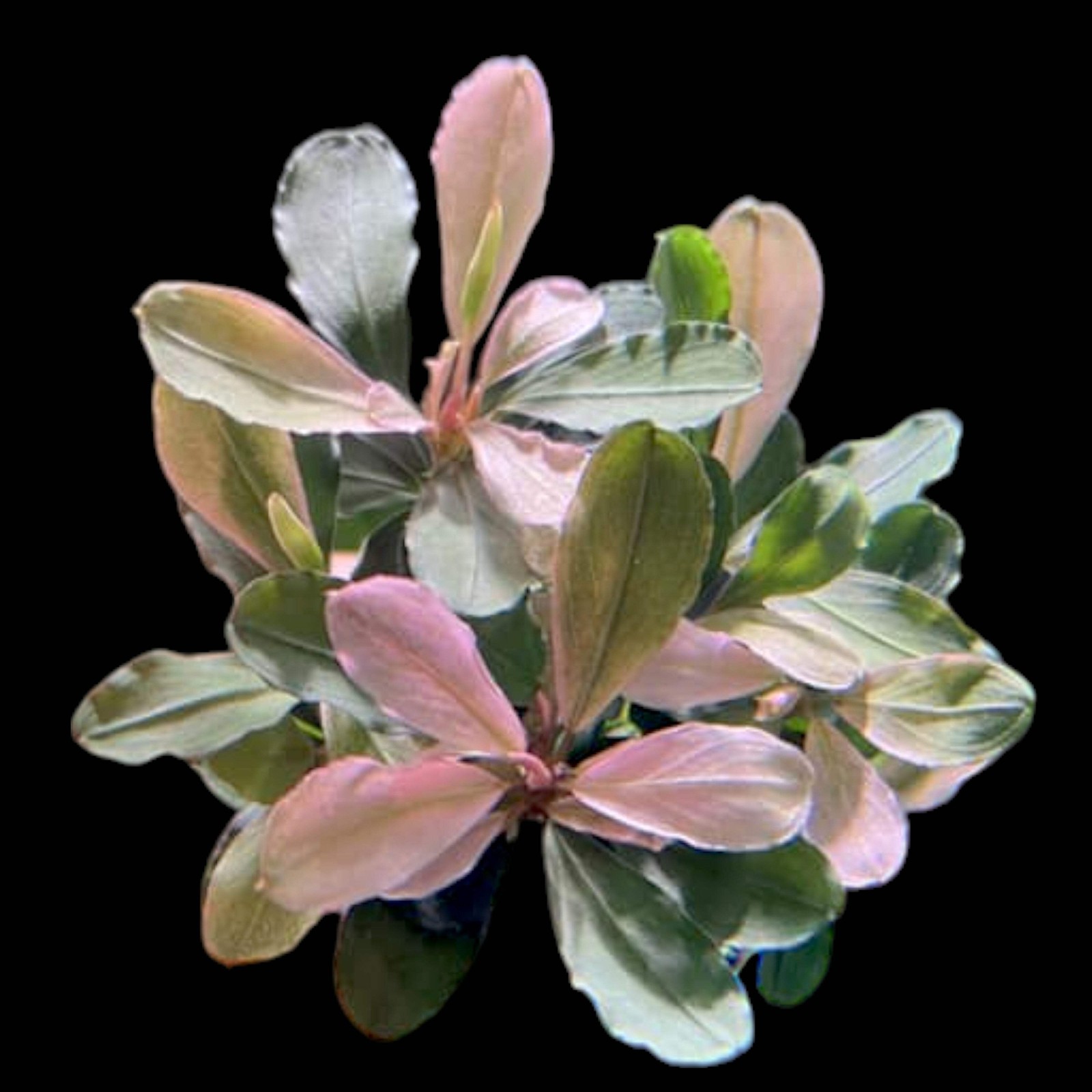 Bucephalandra Pink Malawi