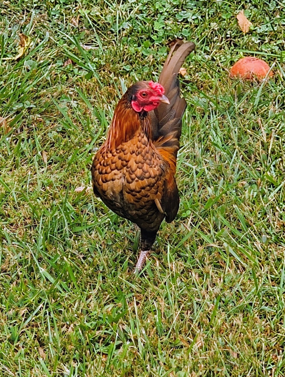 Kikiriki/Serama Mixed Hatching Eggs 12++