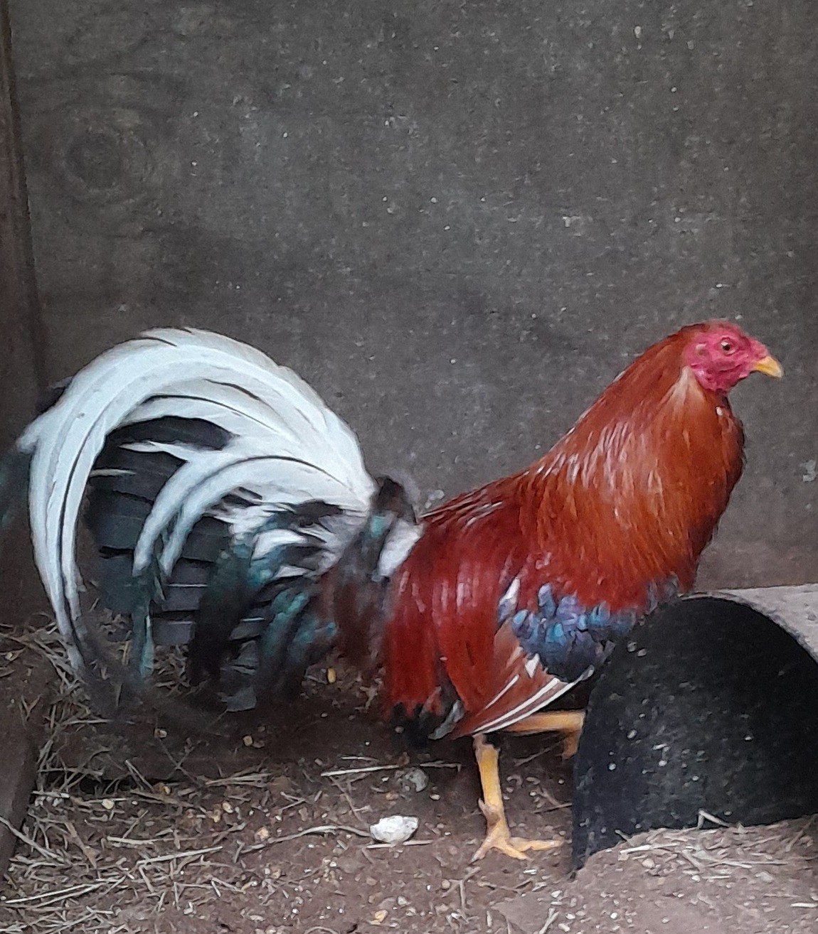 Frank Shy Hatching Eggs