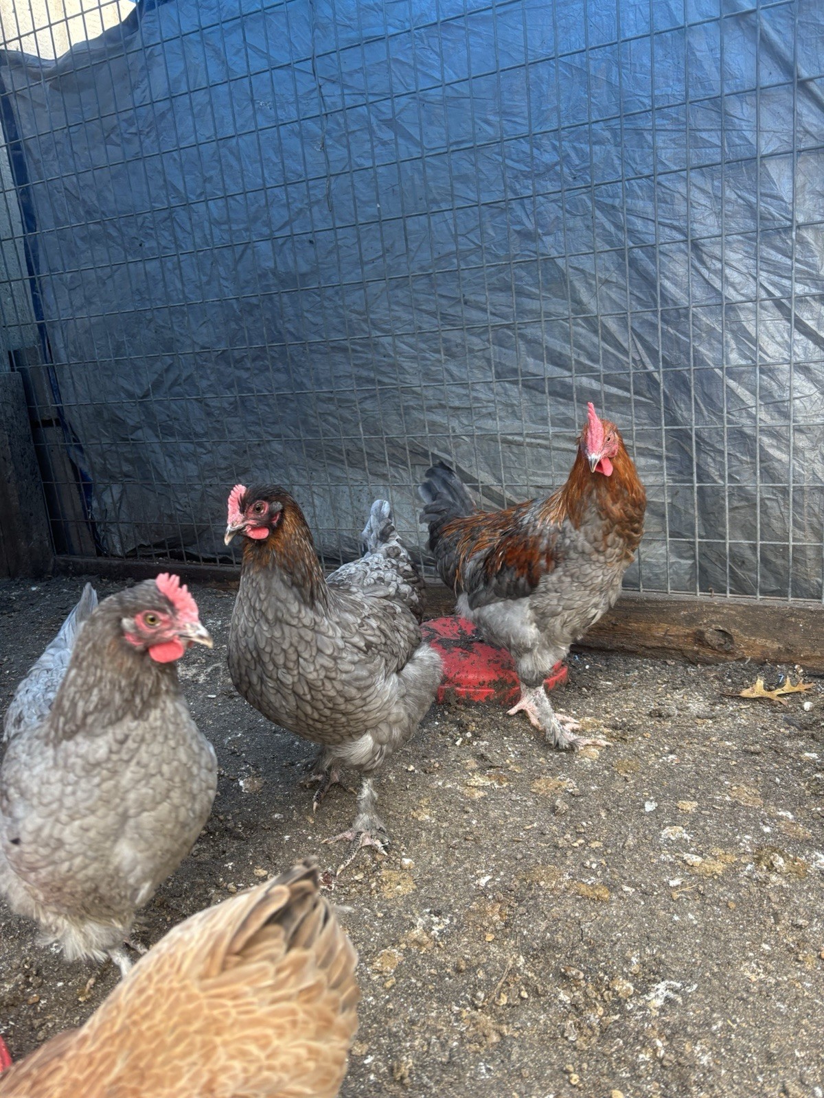 8+ Black/Blue/splash copper maran hatching eggs