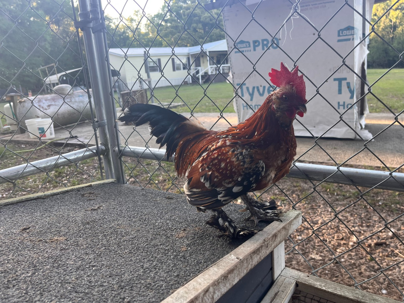 10+2 Bantam D'Uccle/Silkie Hatching Eggs- NPIP/AI Clean