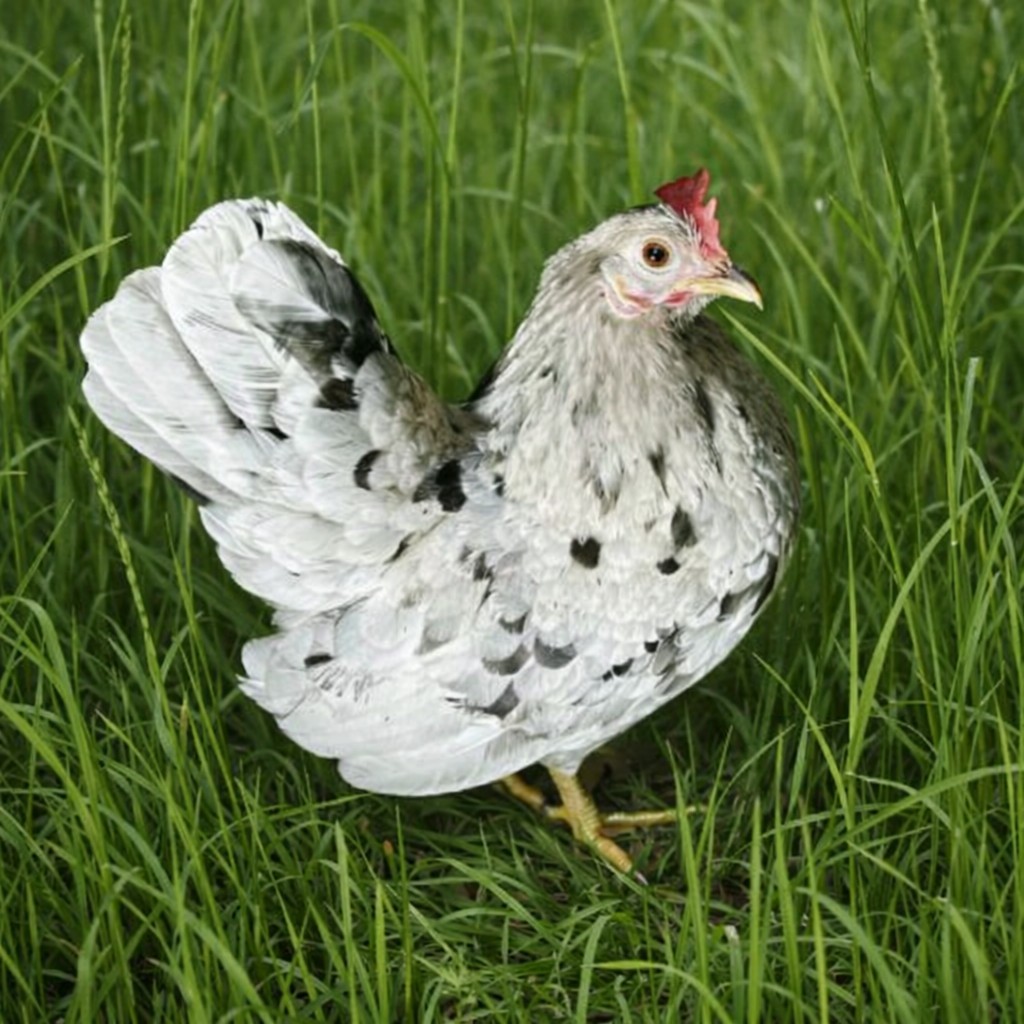 Special Order For ***marbre_5386*** ONLY Pure Serama Hatching Eggs 5 Plus Extra