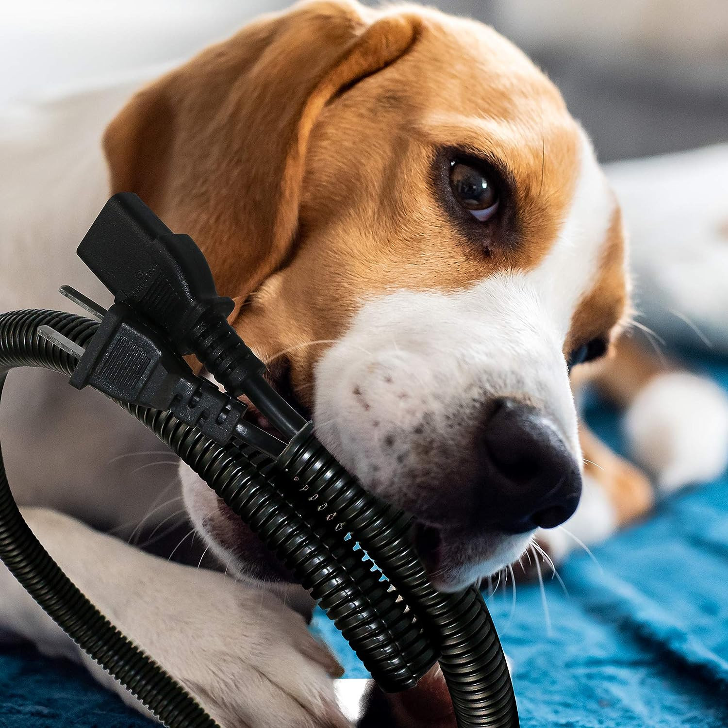 30 Ft Dog Cat Cord Protector Electric Wires Covers Wire Loom Tubing Protect Wire