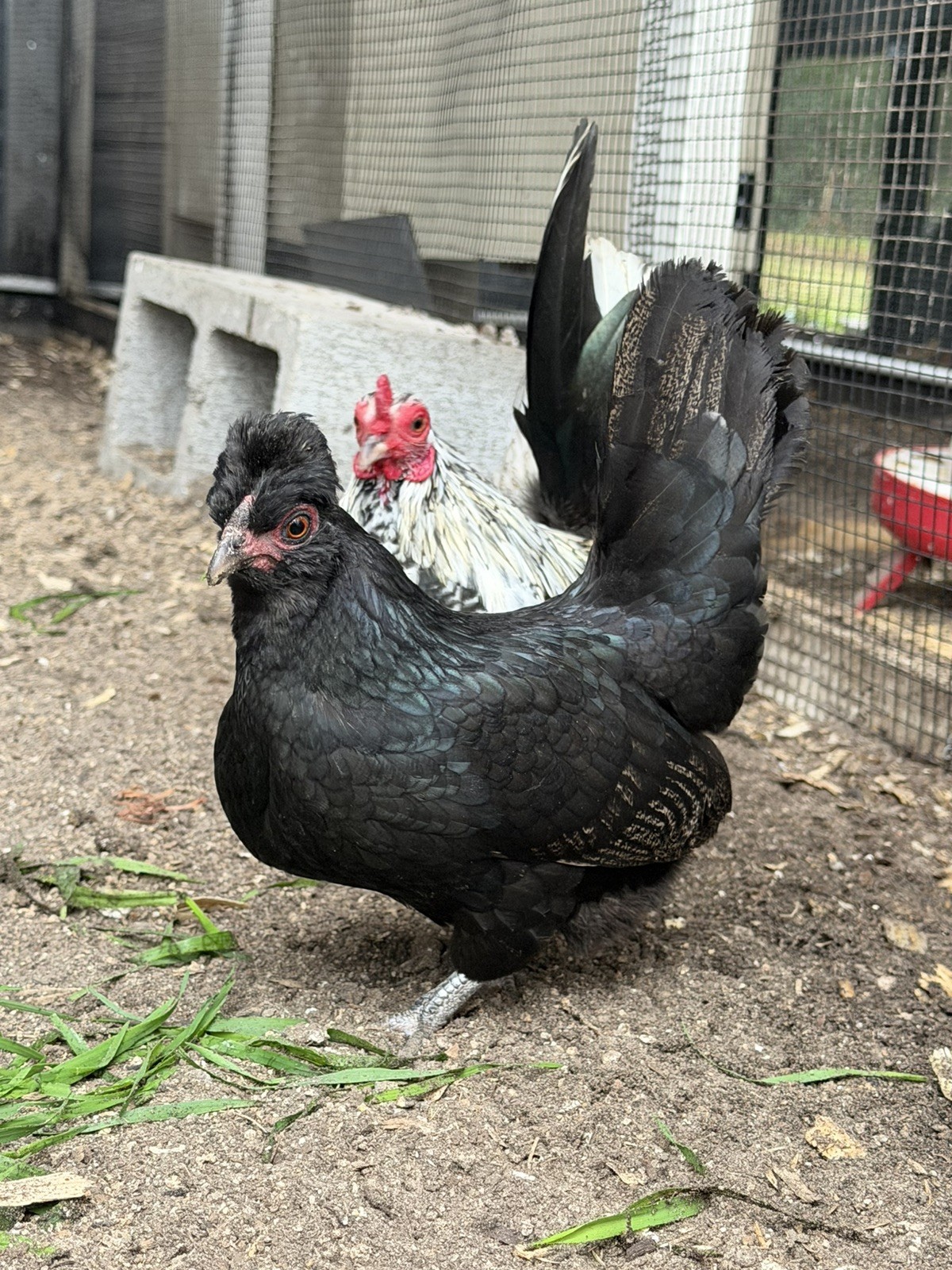 8 Kikiriki Hatching eggs NPIP/AI and PT Clean