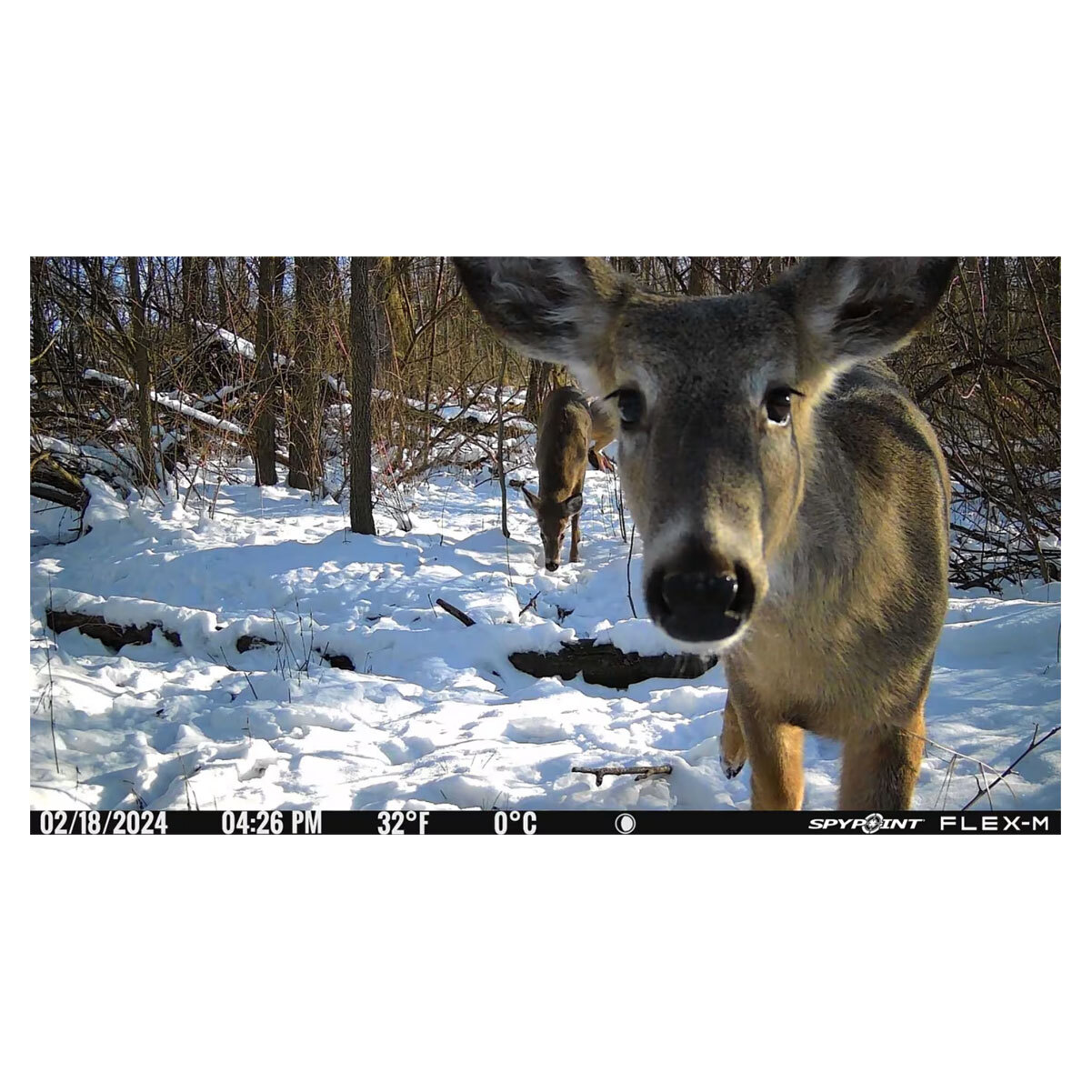 SPYPOINT Flex-M Cellular Trail Camera (FLEX-M)