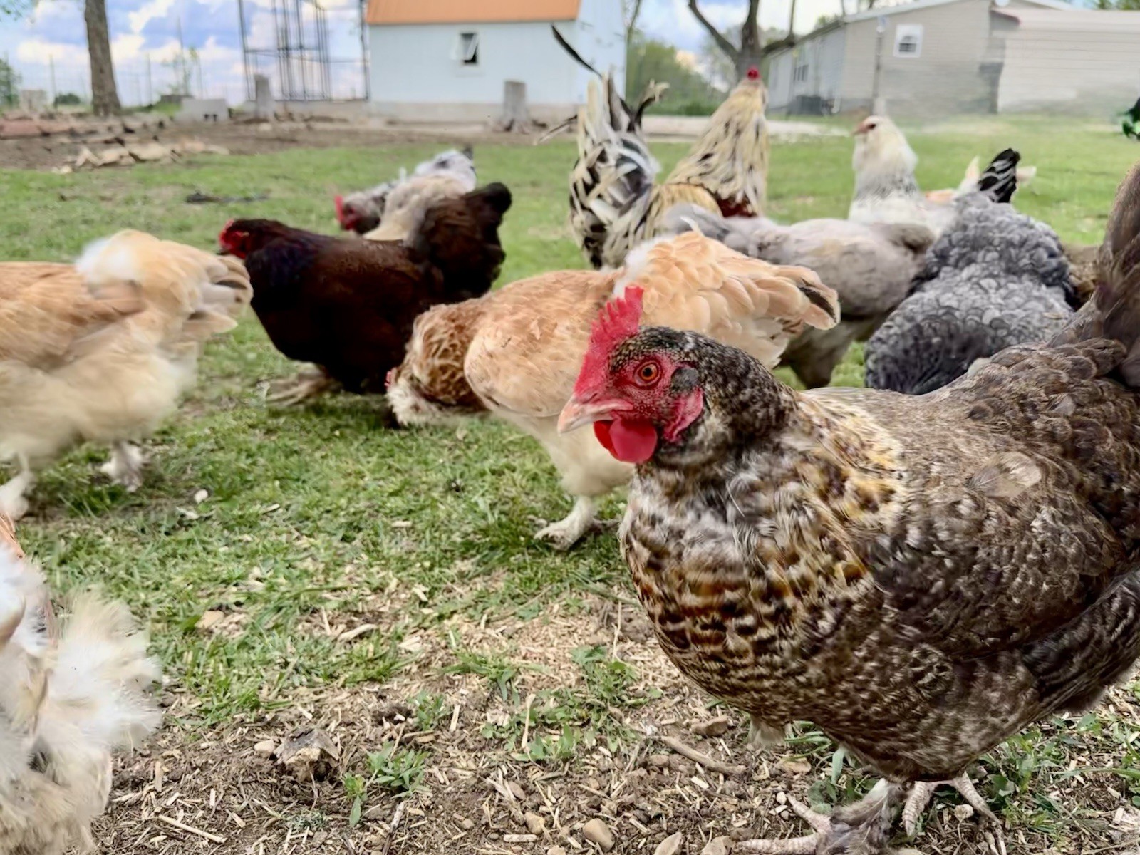 12+ Chicken Hatching Eggs Ameraucana, Easter/Olive Egger, Faverolles, Marans