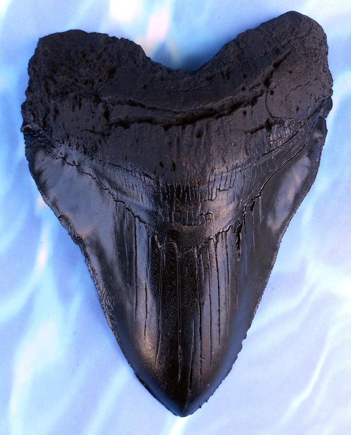 Massive 6-Inch Megalodon Shark Tooth, with serrations(Replica) Small, Black