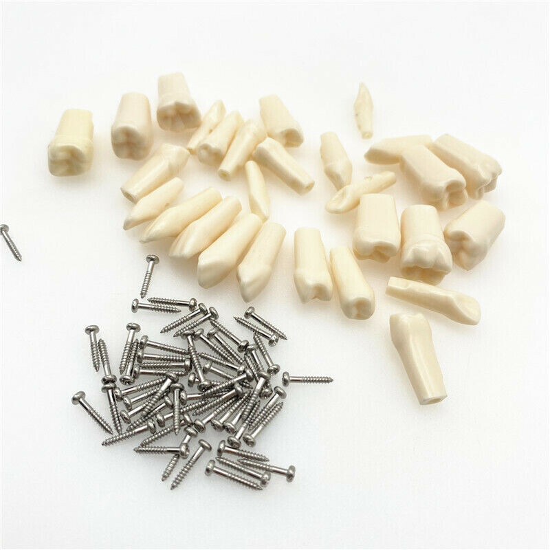 28 Pcs Dental Tooth Grain Preparation Teaching Model Resin Simulation Replaceabl