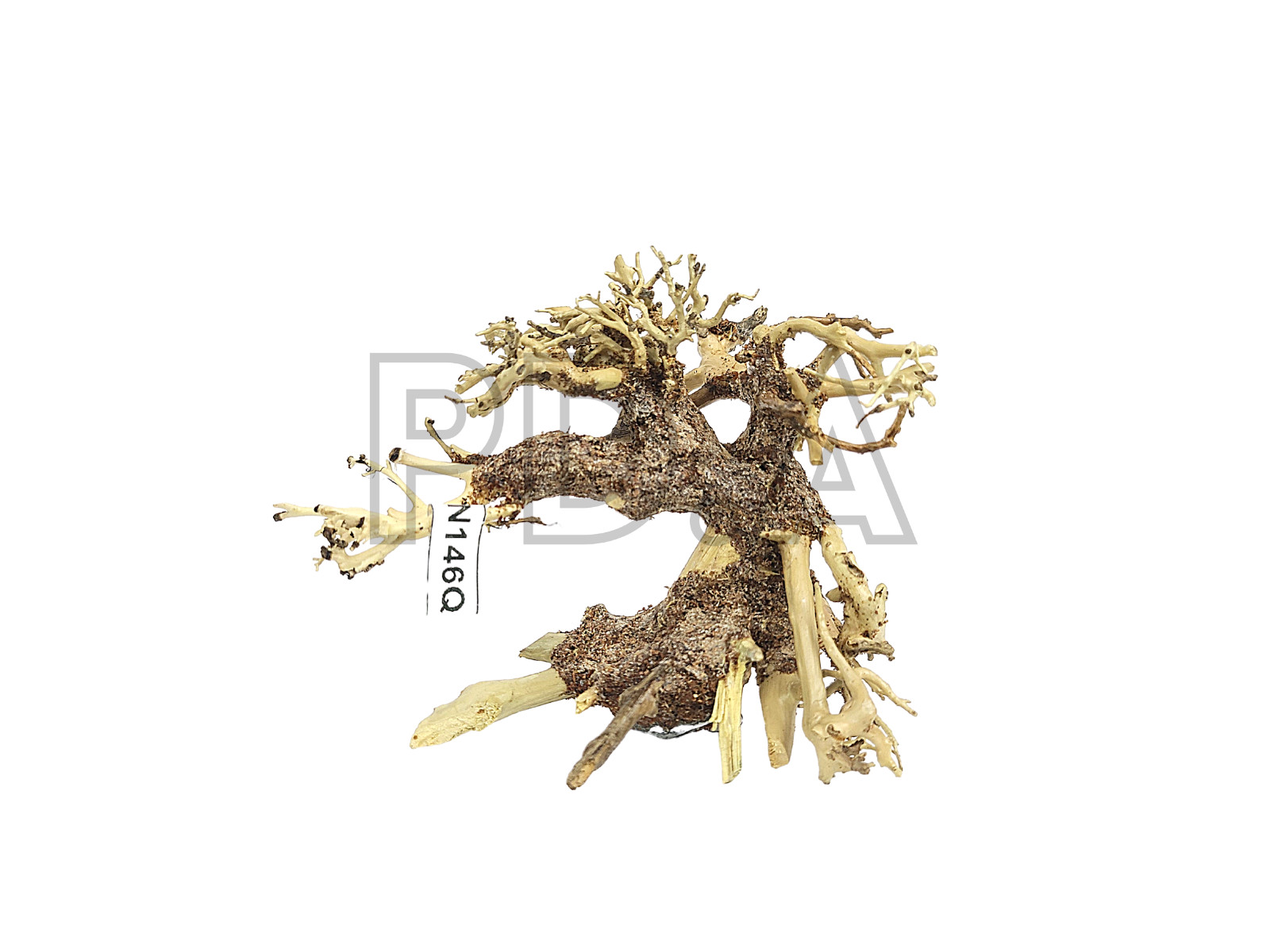 SPECIAL DISCOUNT! Nano Aquarium Driftwood Bonsai Tree "QUINCE" Aquascape planted