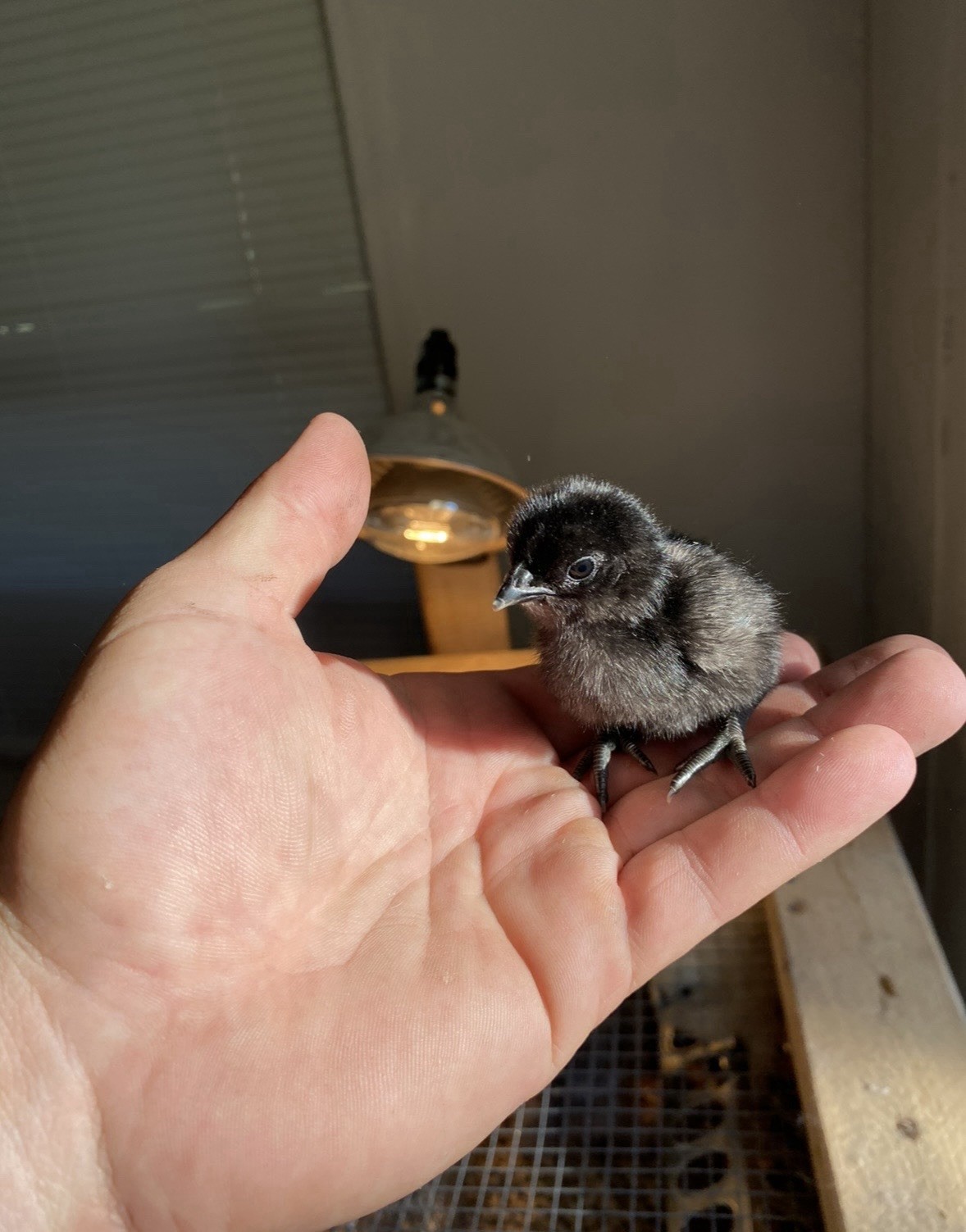 6 Fertile Ayem Cemani Hatching Eggs  Ready To Ship!!!