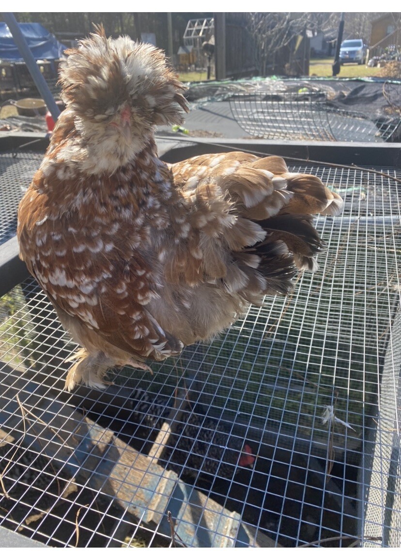 12+ Mille Fleur Satin Hatching Eggs NPIP & AI Clean