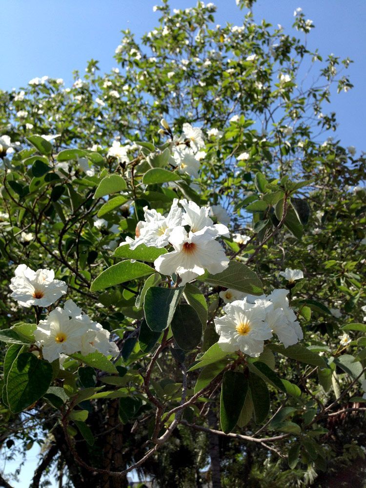 LIVE PLANT 2-3ft Cordia Boissieri White  Geiger Tree Texas Wild Olive Anacahuita