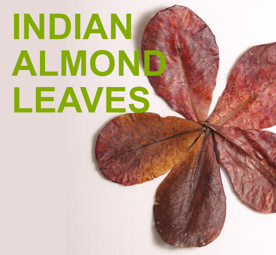 Indian almond leaves Dried catappa,ketapang for shrimp FREE FAST SHIPPING A+