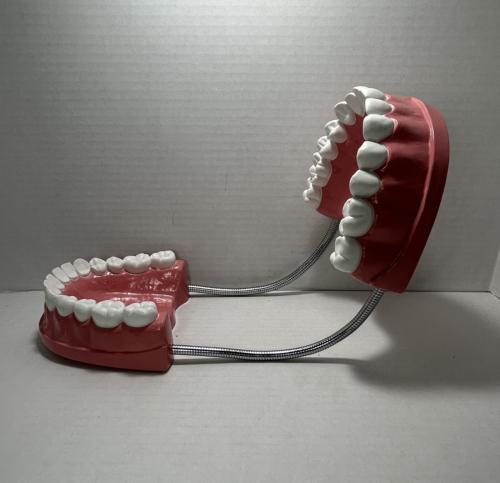 Teeth Dental Teaching Articulating Large Jaw