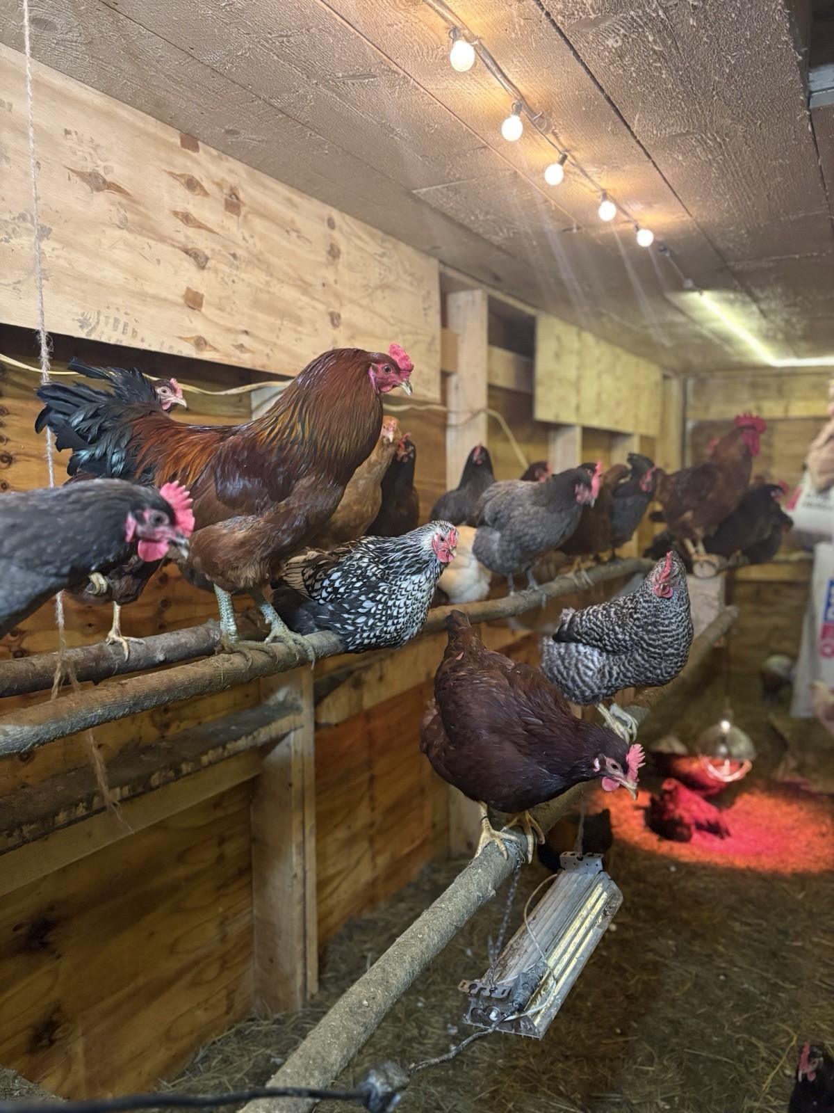 12 + fertile assorted hatching eggs rainbow READ DESCRIPTION
