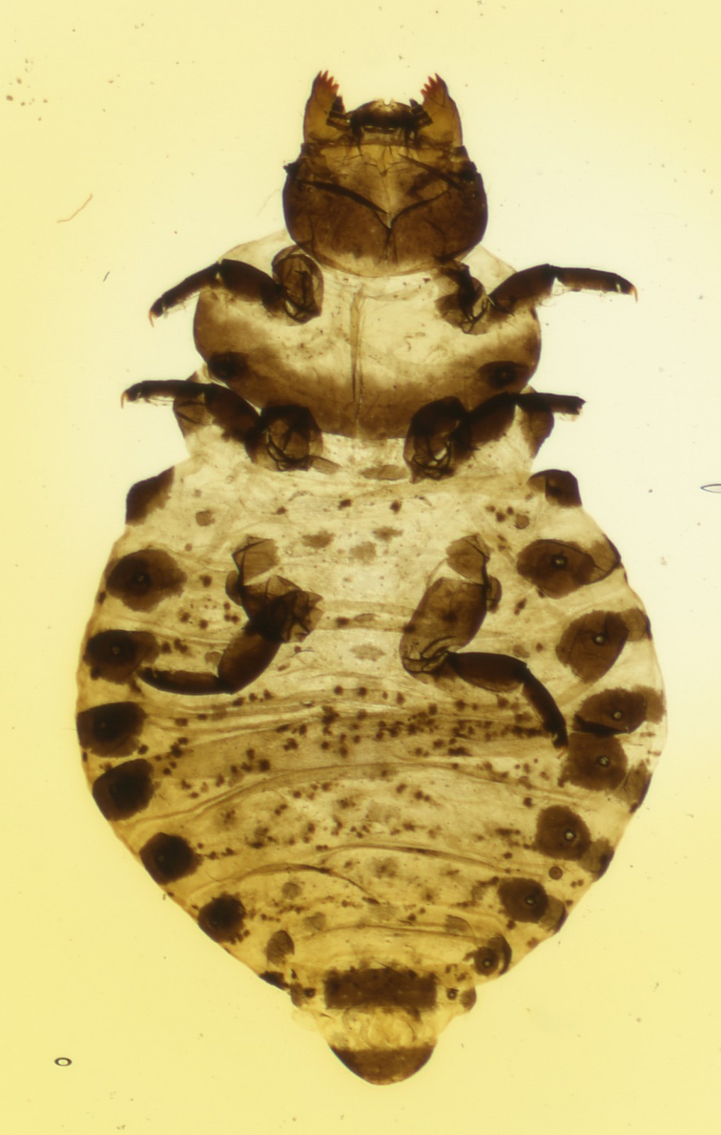 Antique Microscope Slide E. Bourgogne - Large Louse - Insect, Science