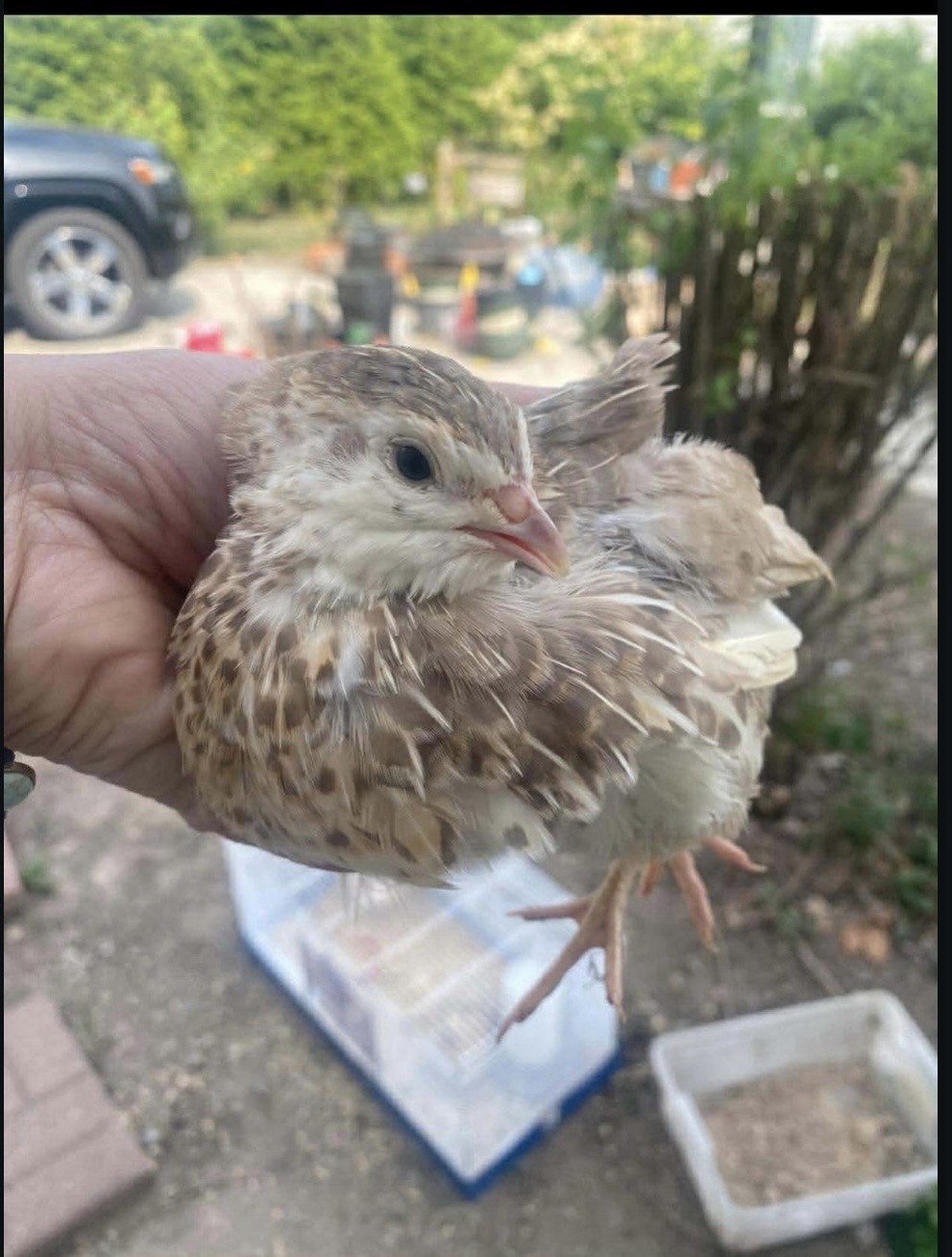 Coturnix Quail Hatching Eggs – Assorted Colors and Patterns