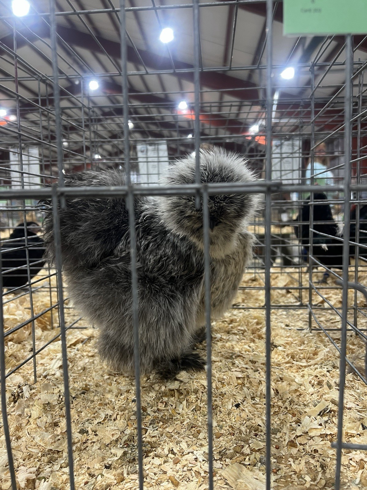 Gray Silkie Chicken Hatching Eggs