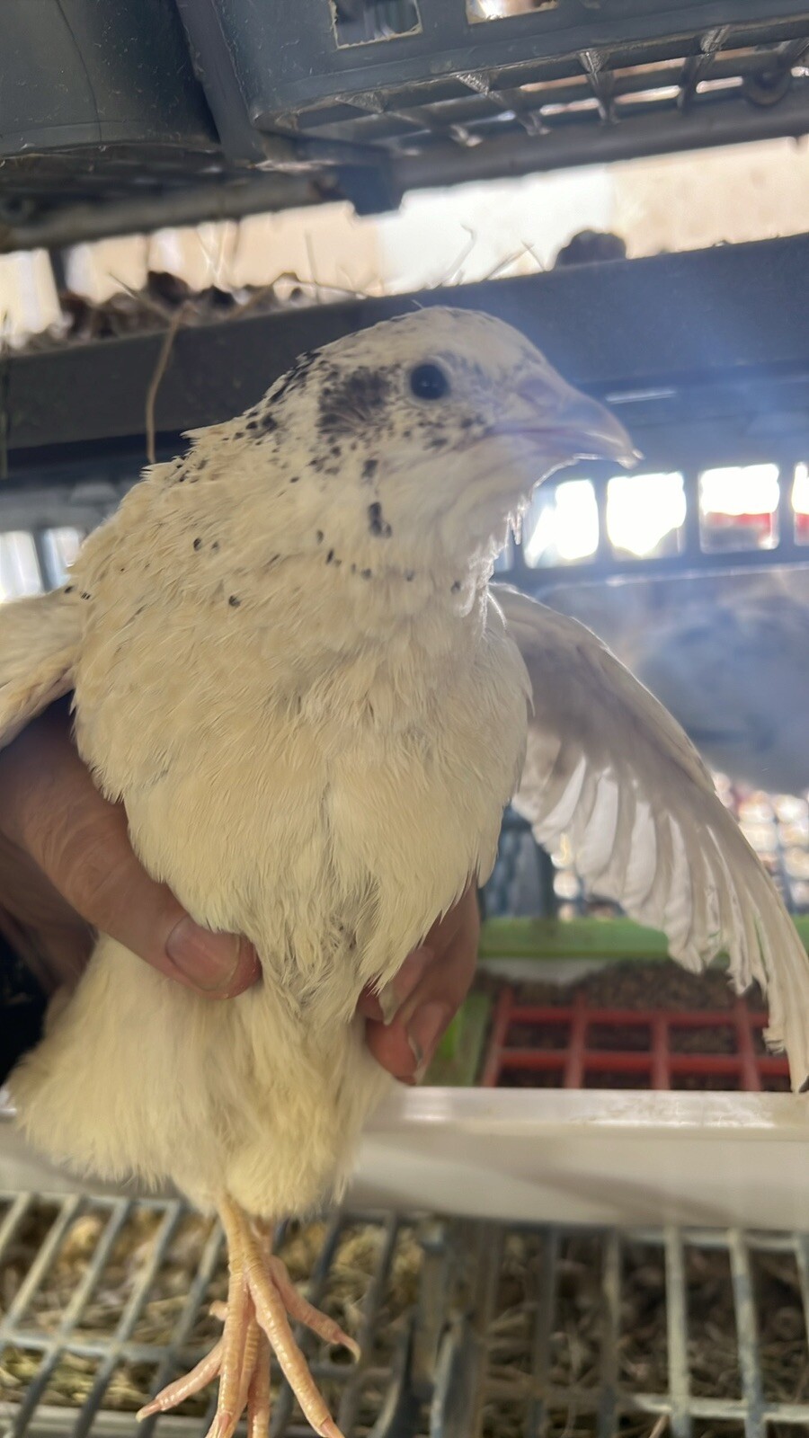 132 Jumbo Quail Hatching Eggs Rare Mix 11 Dozen