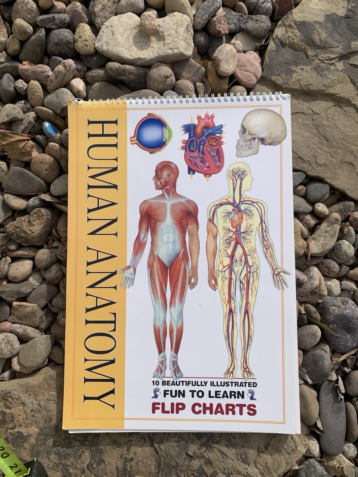 McGraw Hill Human Anatomy Flip Chart 17" X 12" 10 Colorful Chart Technical Guide