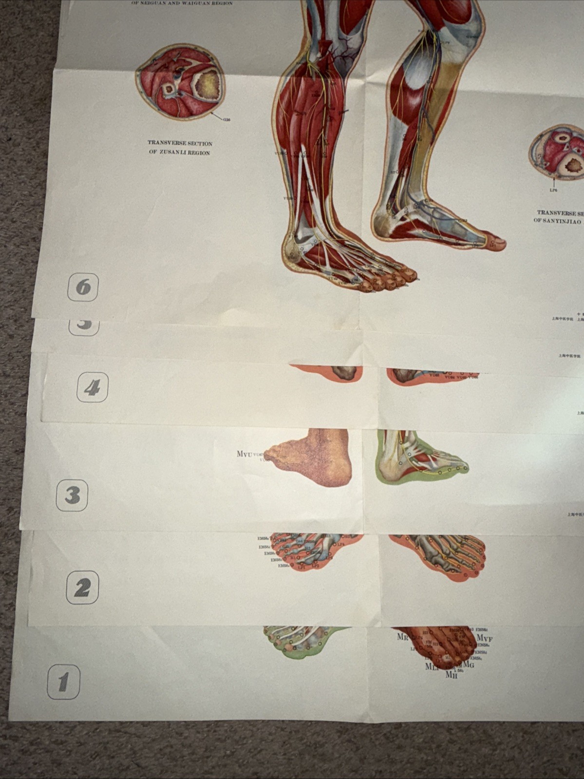 Vintage Set Of 6 Acupuncture Charts