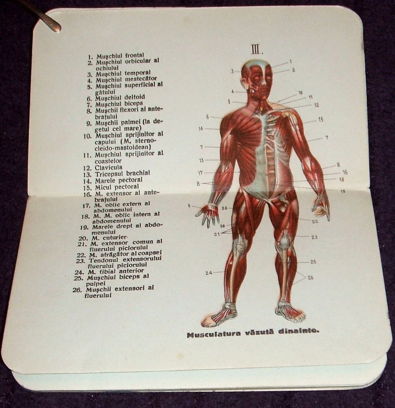 1900 Small Anatomical Atlas, Anatomy illustrated mini book, Human Body, medicine