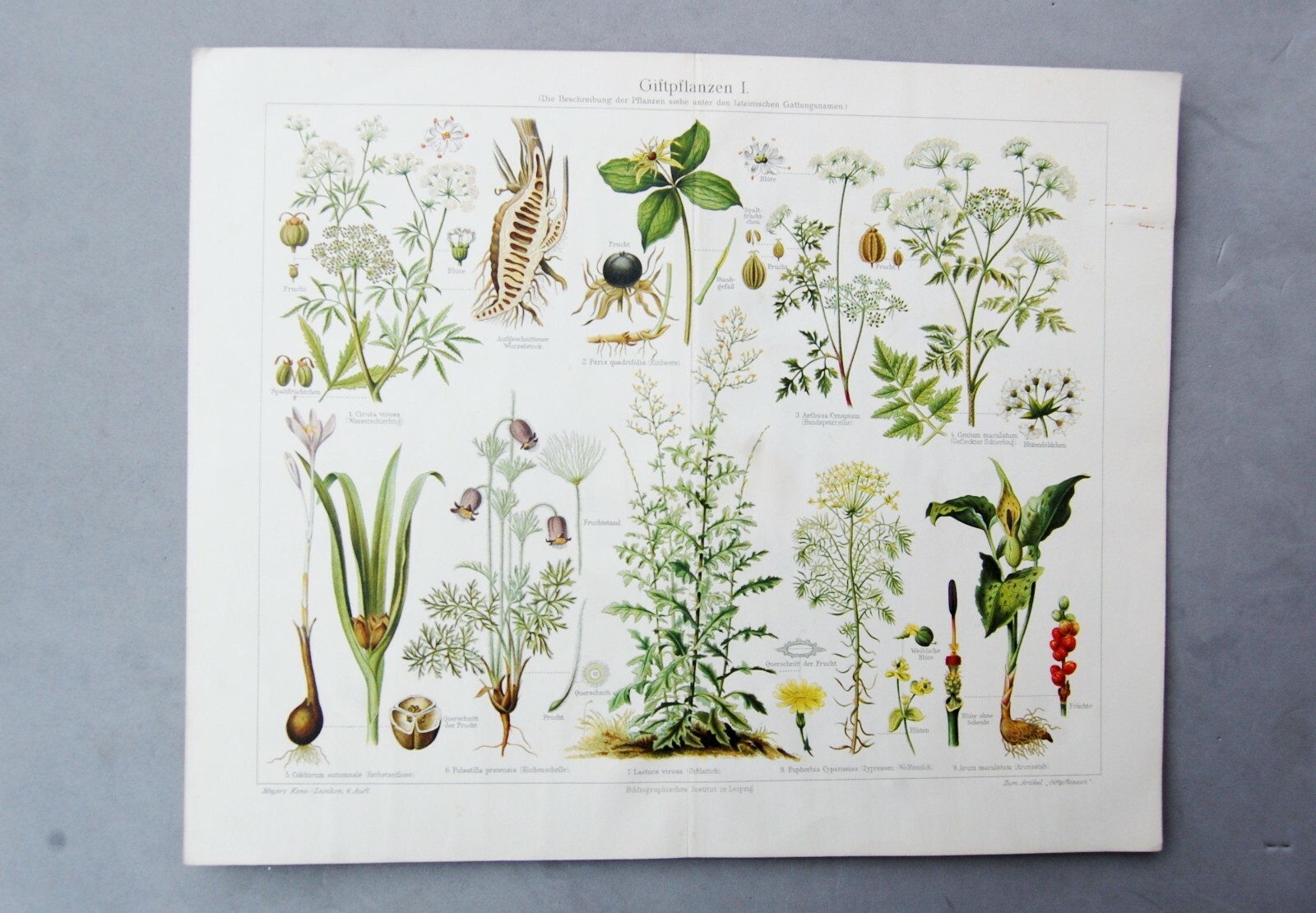 Botanical Print Antique Bibliographisch Institut Leipzg Germany Poison Plant I