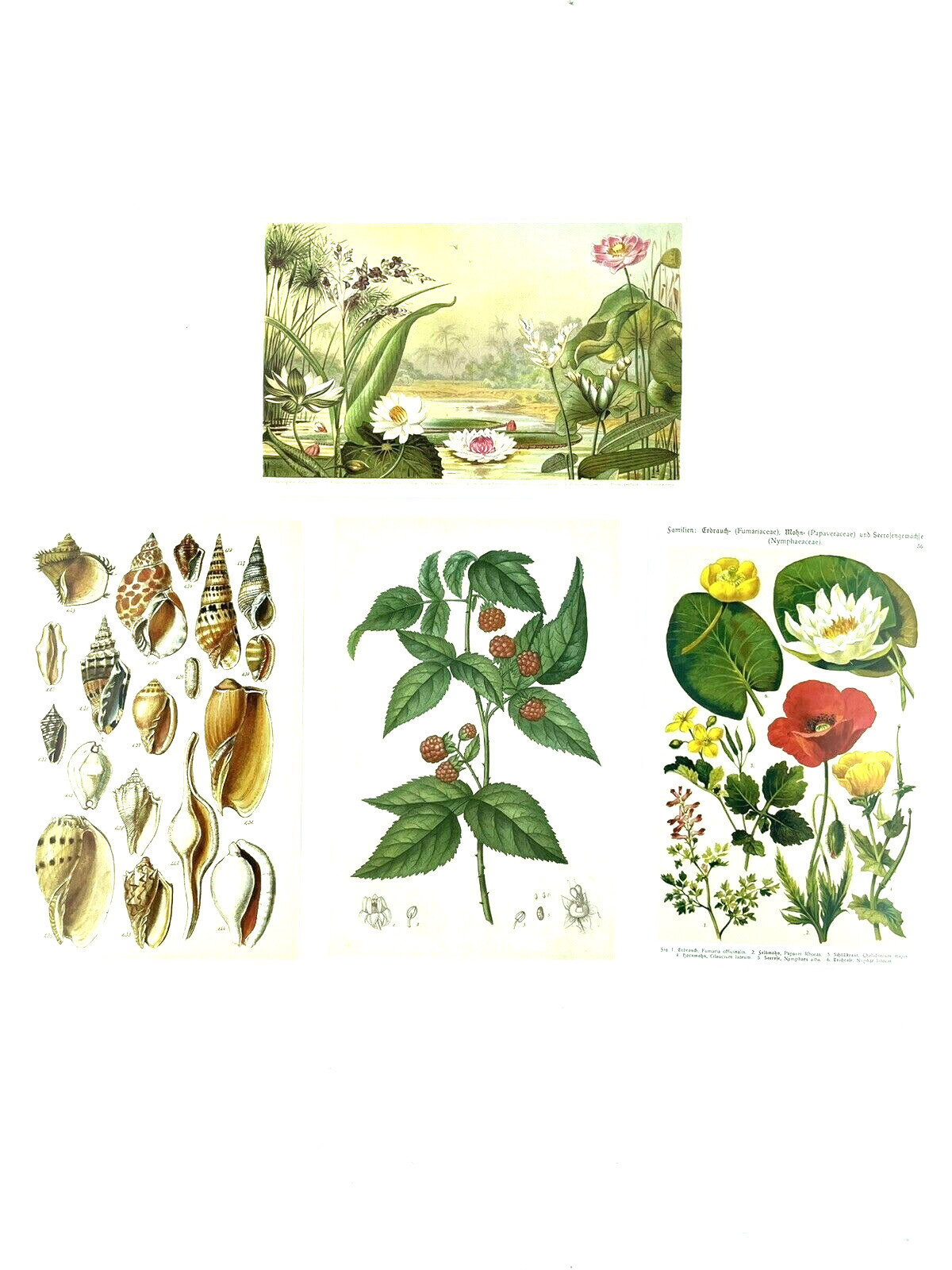 Postcards Floral Botanical and Seashells Retro Illustration Style Journal Supply
