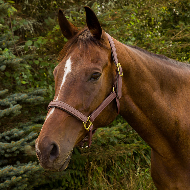Henri de Rivel Vegan-X Leather Halter Oakbark Pony