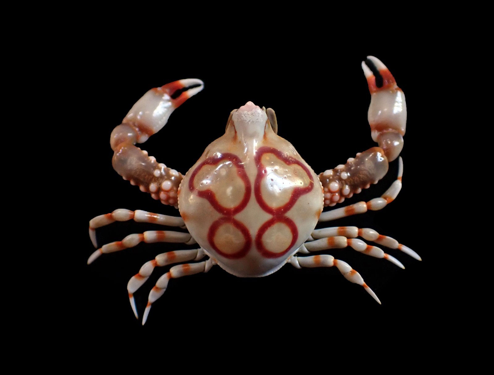 Crab taxidermy - Leucosia anatum -  38mm x 48mm (HEART PEBBLE!!!)